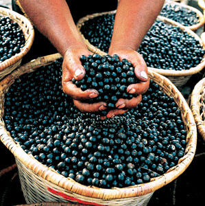 acai-berry-diet