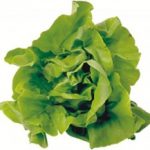 lettuce-230×217-custom