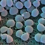 staph_aureus_800
