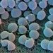staph_aureus_800